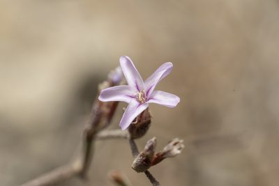 Limonium quinnii, photographed by Eleftherios Katsillis