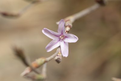 Limonium quinnii, photographed by Eleftherios Katsillis