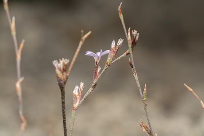 Limonium quinnii, photographed by Eleftherios Katsillis