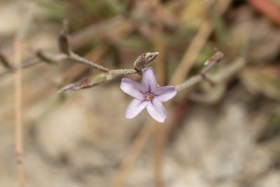 Limonium quinnii, photographed by Eleftherios Katsillis