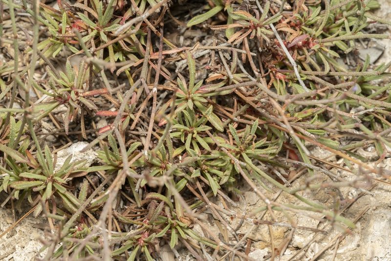 Limonium quinnii, photographed by Eleftherios Katsillis