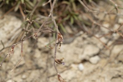 Limonium quinnii, photographed by Eleftherios Katsillis