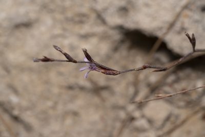 Limonium quinnii, photographed by Eleftherios Katsillis