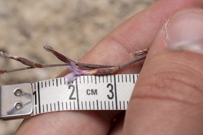 Limonium quinnii, photographed by Eleftherios Katsillis
