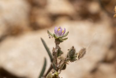 Spergularia bocconei, photographed by Eleftherios Katsillis