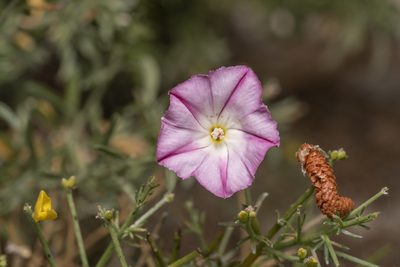 Convolvulus oleifolius, photographed by Eleftherios Katsillis