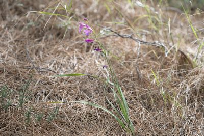 Gladiolus anatolicus, photographed by Eleftherios Katsillis