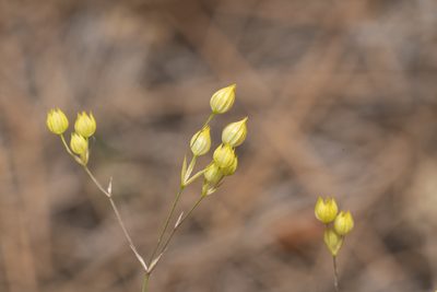 Bupleurum gracile, photographed by Eleftherios Katsillis