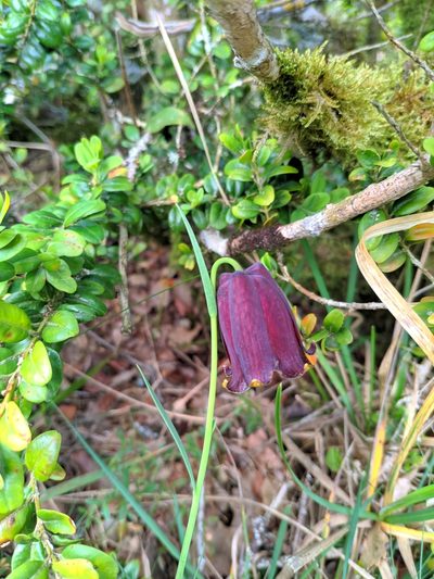 Fritillaria pyrenaica, photographed by Denys Vynokurov