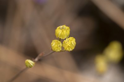 Bupleurum gracile, photographed by Eleftherios Katsillis