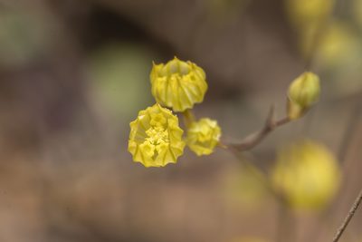 Bupleurum gracile, photographed by Eleftherios Katsillis