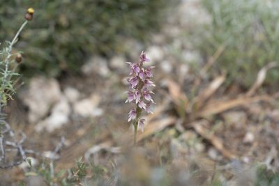 Anacamptis sancta, photographed by Eleftherios Katsillis