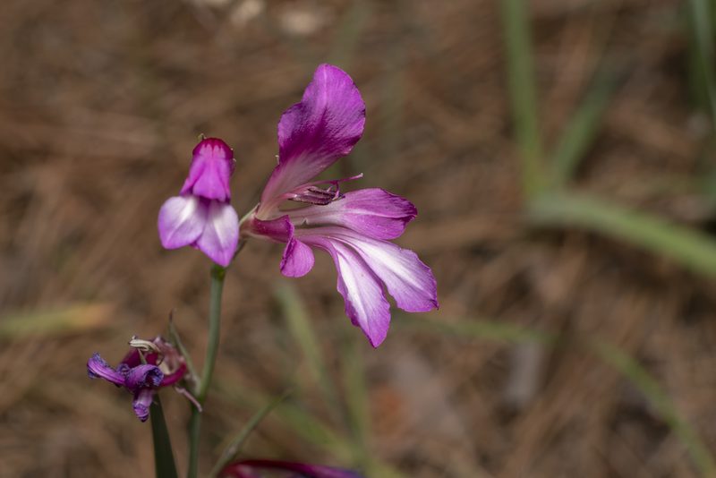 Gladiolus anatolicus, photographed by Eleftherios Katsillis