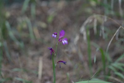 Gladiolus anatolicus, photographed by Eleftherios Katsillis