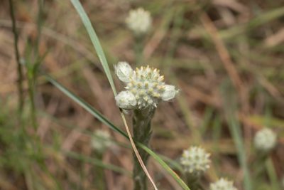 Filago eriocephala, photographed by Eleftherios Katsillis