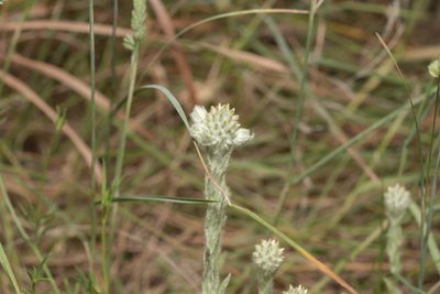 Filago eriocephala, photographed by Eleftherios Katsillis