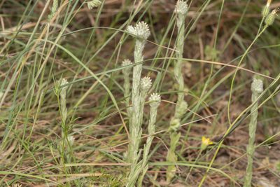 Filago eriocephala, photographed by Eleftherios Katsillis