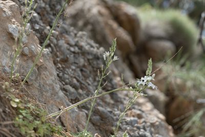 Loncomelos narbonense, photographed by Eleftherios Katsillis