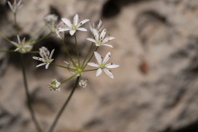 Allium subhirsutum, photographed by Eleftherios Katsillis
