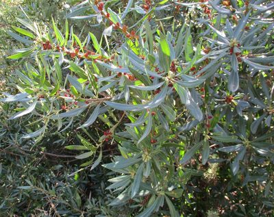 Myrica californica, photographed by sprcrkwild