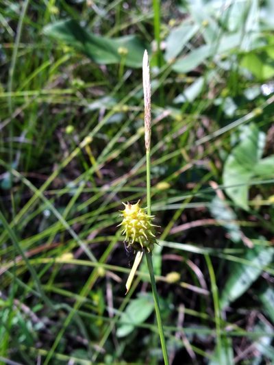 Carex lutea, photographed by Scott Ward