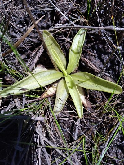 Pinguicula ionantha, photographed by Scott Ward