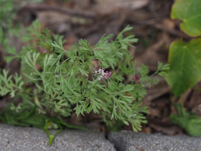 Fumaria vaillantii, photographed by carnifex