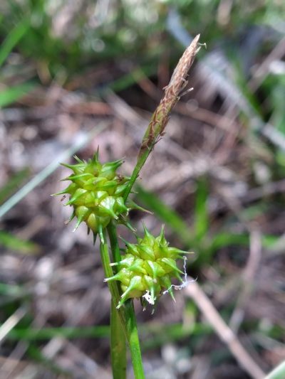 Carex lutea, photographed by Scott Ward