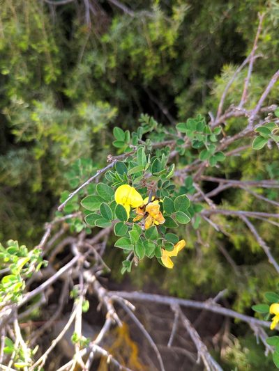 Colutea brevialata, photographed by Denys Vynokurov