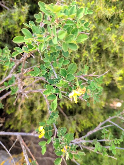 Colutea brevialata, photographed by Denys Vynokurov