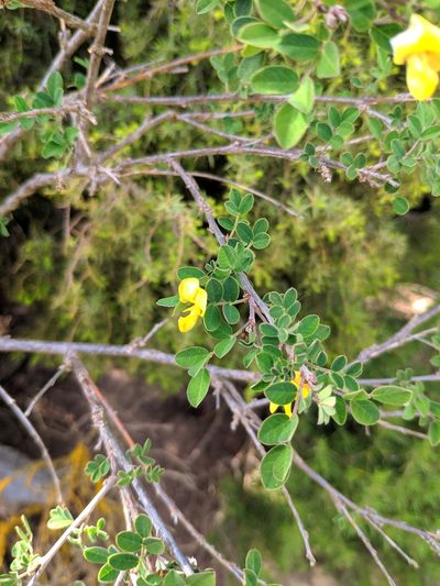 Colutea brevialata, photographed by Denys Vynokurov