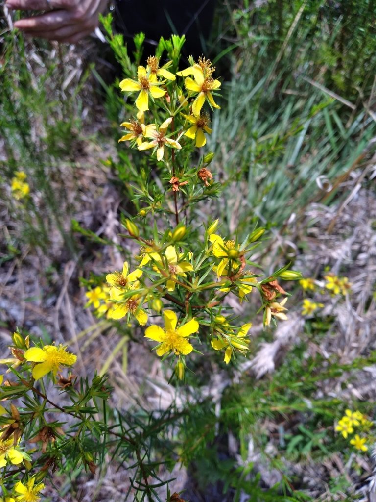 Hypericum nitidum, photographed by Scott Ward