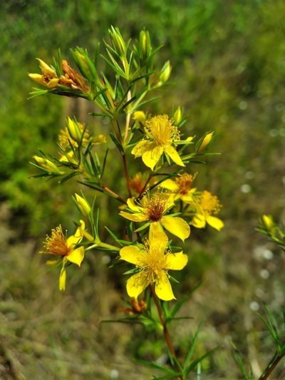 Hypericum nitidum, photographed by Scott Ward