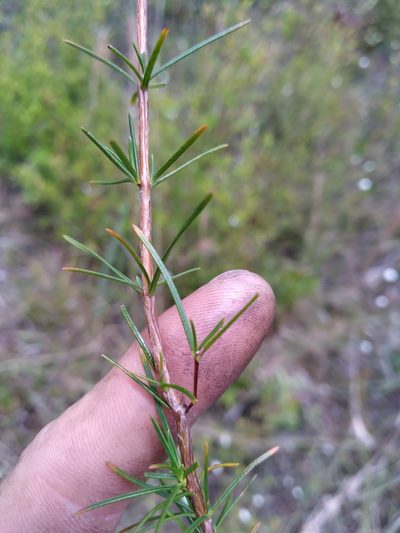 Hypericum nitidum, photographed by Scott Ward