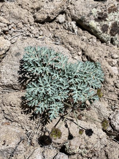 Cymopterus jonesii, photographed by Matt Berger