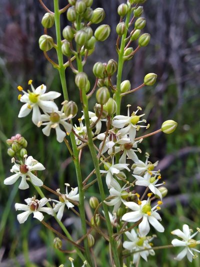 Schoenolirion albiflorum, photographed by Scott Ward