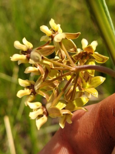 Asclepias viridula, photographed by Scott Ward