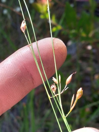 Rhynchospora oligantha, photographed by Scott Ward