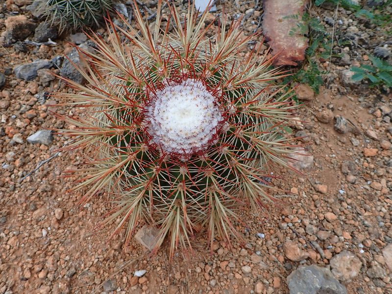 Melocactus macracanthos, photographed by Jean-Paul Boerekamps