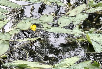Nuphar sagittifolia, photographed by Sue Ann Kendall