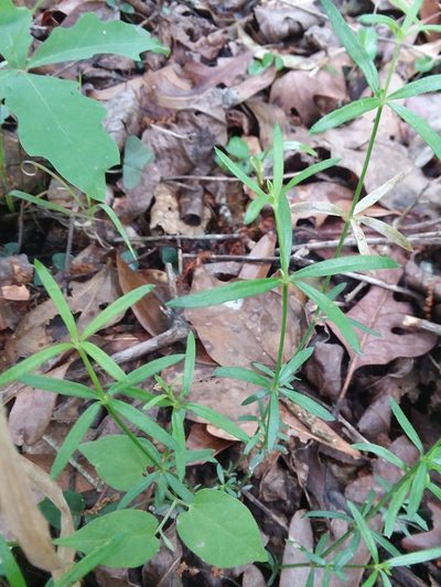 Galium uniflorum, photographed by Will McFarland