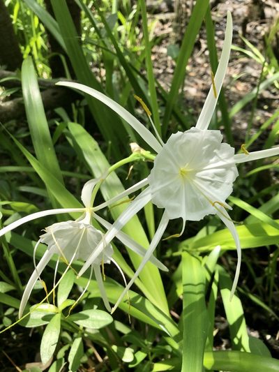 Hymenocallis crassifolia, photographed by Sue Ann Kendall