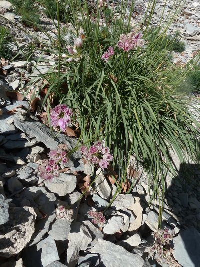 Allium narcissiflorum, photographed by aroche