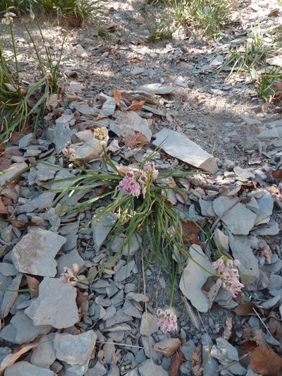 Allium narcissiflorum, photographed by aroche