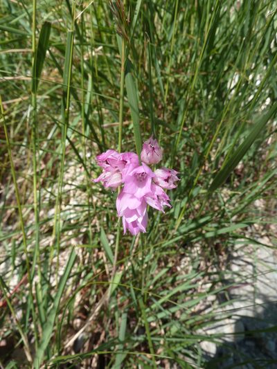 Allium narcissiflorum, photographed by aroche