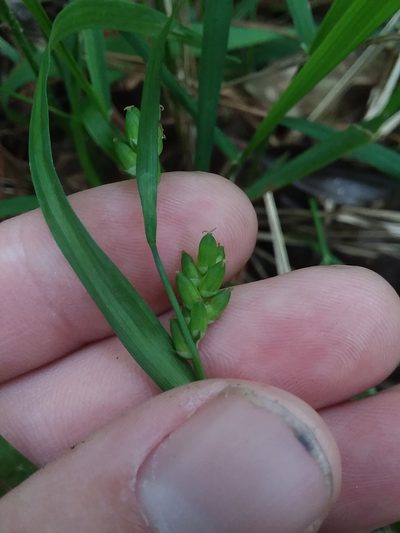Carex flaccosperma, photographed by Will McFarland