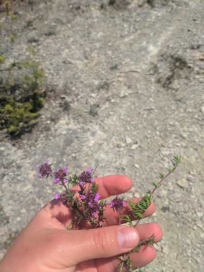 Thymus mastigophorus, photographed by Denys Vynokurov
