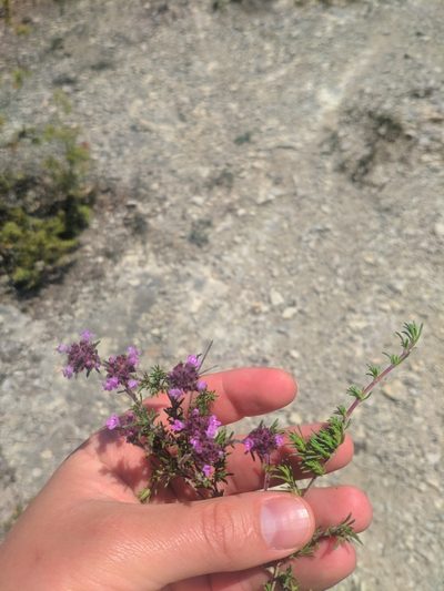Thymus mastigophorus, photographed by Denys Vynokurov