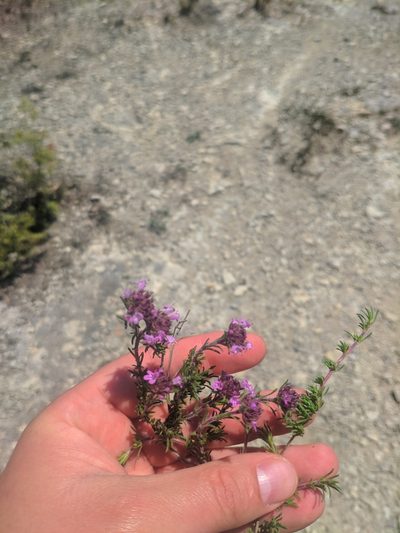Thymus mastigophorus, photographed by Denys Vynokurov