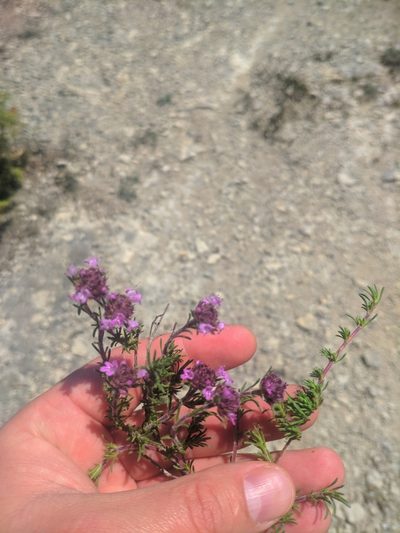 Thymus mastigophorus, photographed by Denys Vynokurov